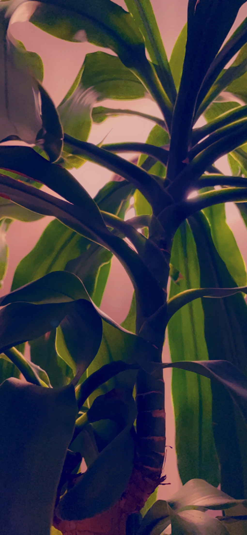 Can’t sleep, repotted Swit&nbsp;❤️