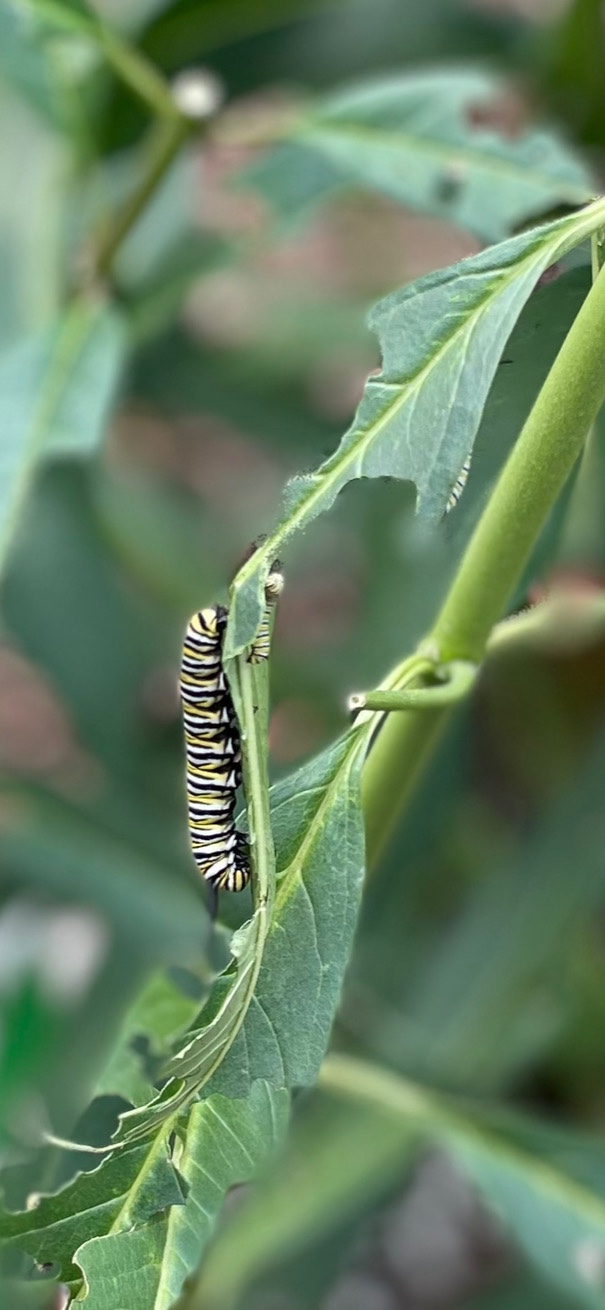 “Back to Nature”: Whenever life throws me a curve ball, I turn to Nature to release the&nbsp;pain