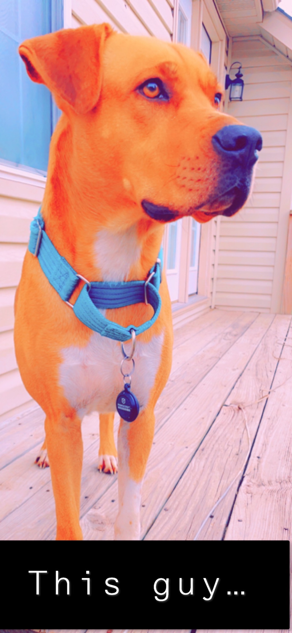 National Dog Day. Promoting dog ownership of all breeds, pure and mix. Embrace the day as an opportunity for all dogs to live a safe, happy and abuse-free&nbsp;life.