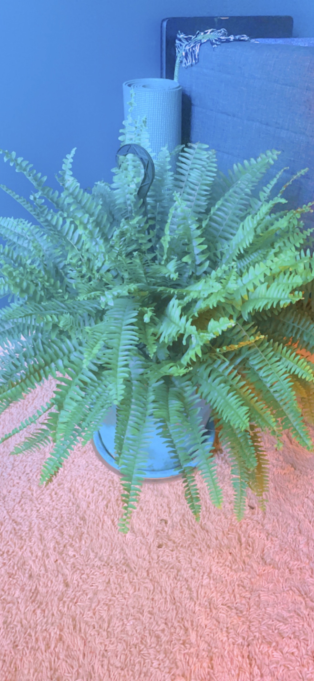 Meet Fernie!!! Caring for other people and things brings me immense&nbsp;joy!!!