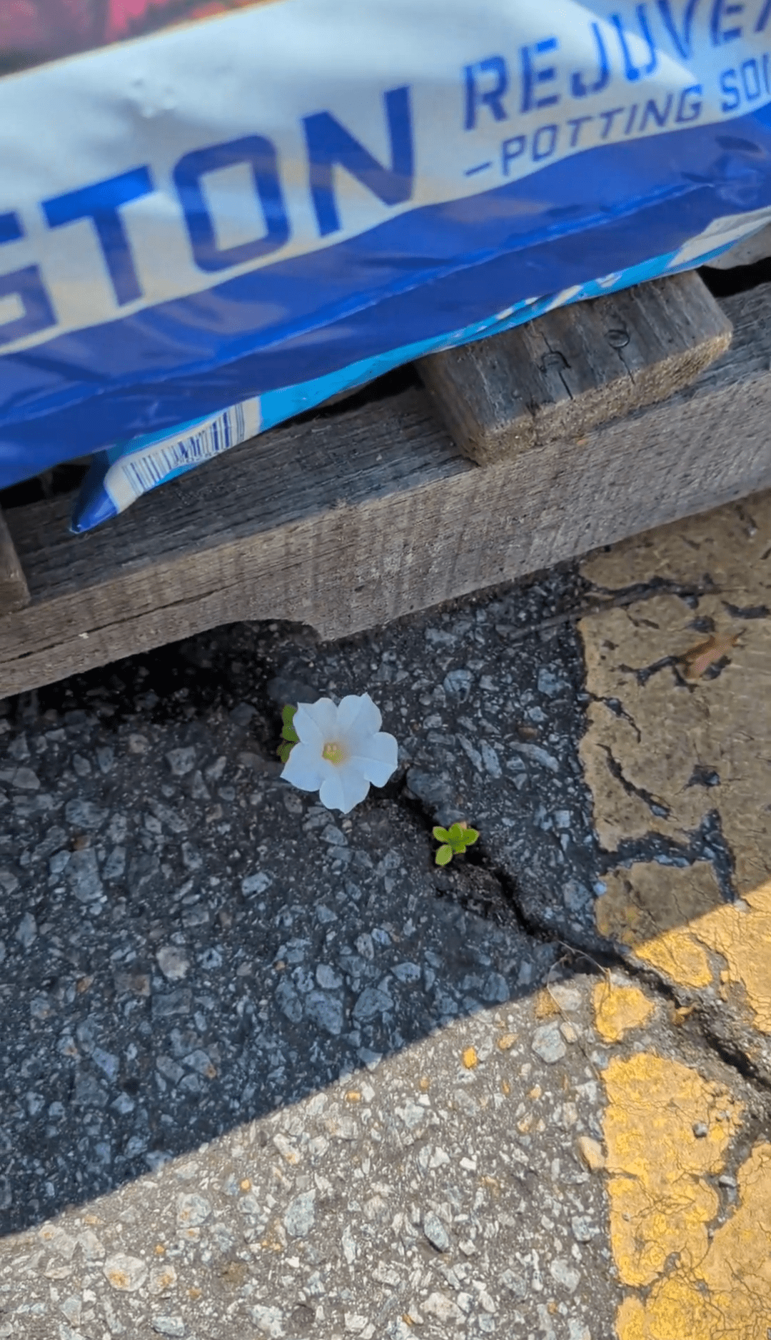 My Plantastic Jungle: Where Chill Vibes&nbsp;Grow